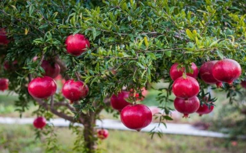 3 loại cây ông bà trồng đời con cháu hưởng phước, càng để lâu càng tích tụ nhiều phúc lộc