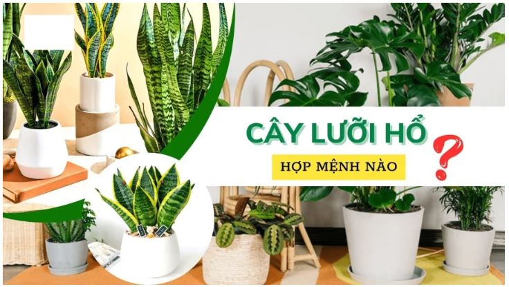 Người tuổi này cực hợp cây Lưỡi Hổ: Trồng 1 cây hứng lộc vào nhà, tiền bạc phủ phê