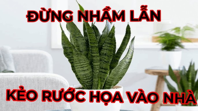 Tuổi đại kỵ với cây Lưỡi Hổ: Trồng 1 cây cũng đủ lụi bại, làm ăn chật vật vẫn thiếu tiền