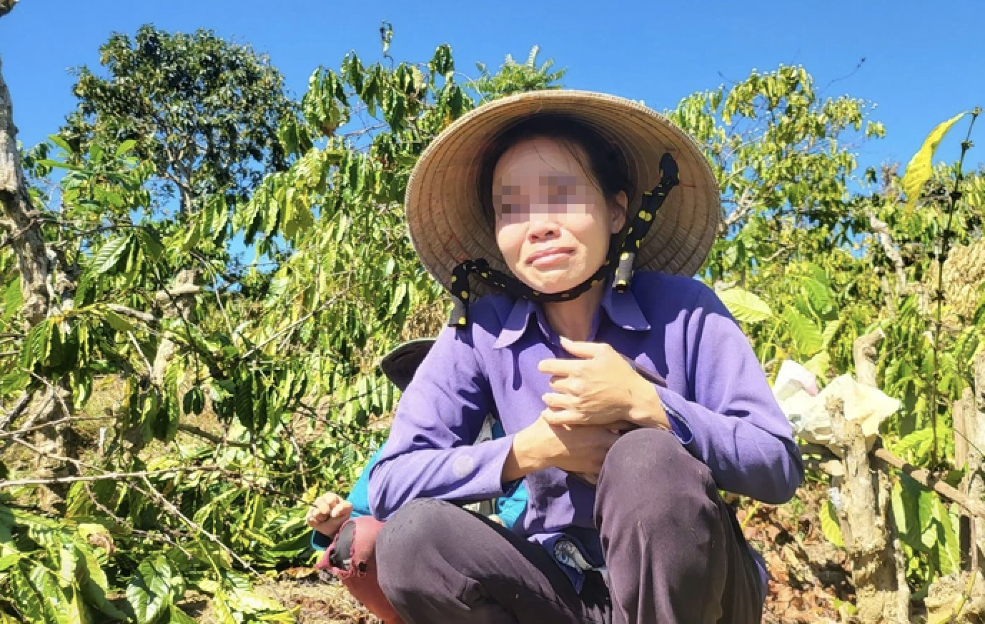 Vụ anh rể phá vườn cây “đòi quan hệ với em vợ”: Vì sao bà chủ vườn cà phê bị phạt?