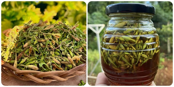 Men gan cao gấp 1.000 lần do uống hoa đu đủ đực ngâm mật ong