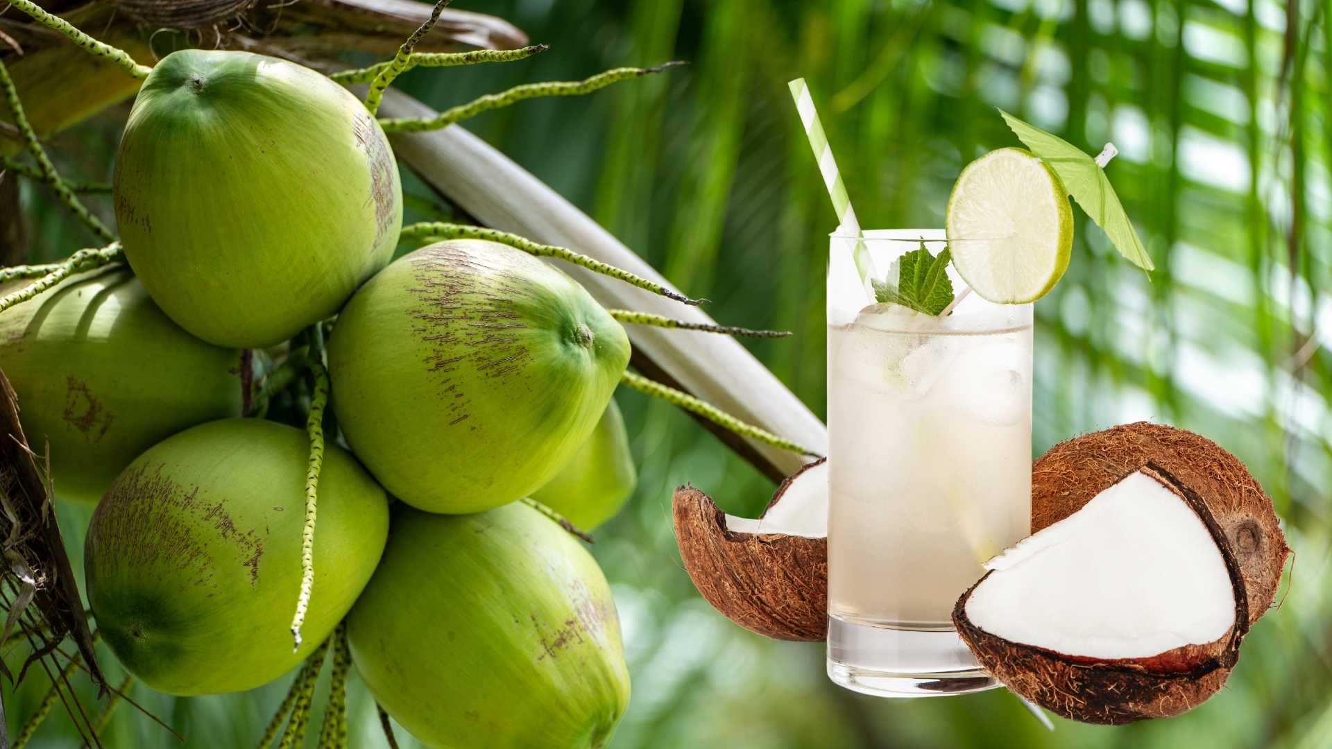 Có nên uống nước dừa tươi vào buổi sáng không?