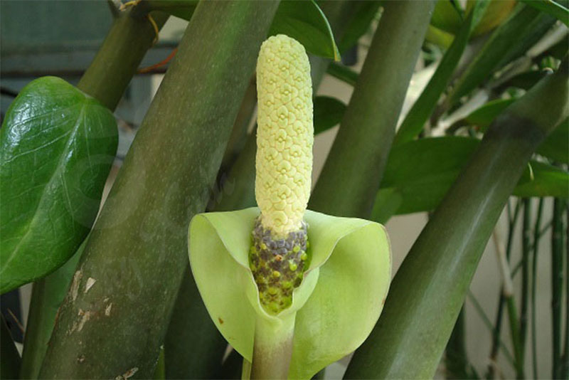 4 loại cây cảnh hiếm nở hoa: Điềm báo trúng số, gia chủ may túi ba gang để hốt tiền