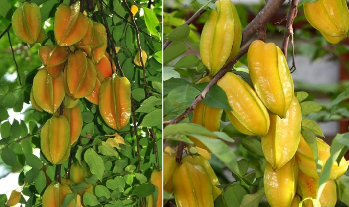 2 mệnh này cực hợp trồng Cây Khế: Có 1 cây như hũ chôn tiền, cây càng lâu năm càng giàu có