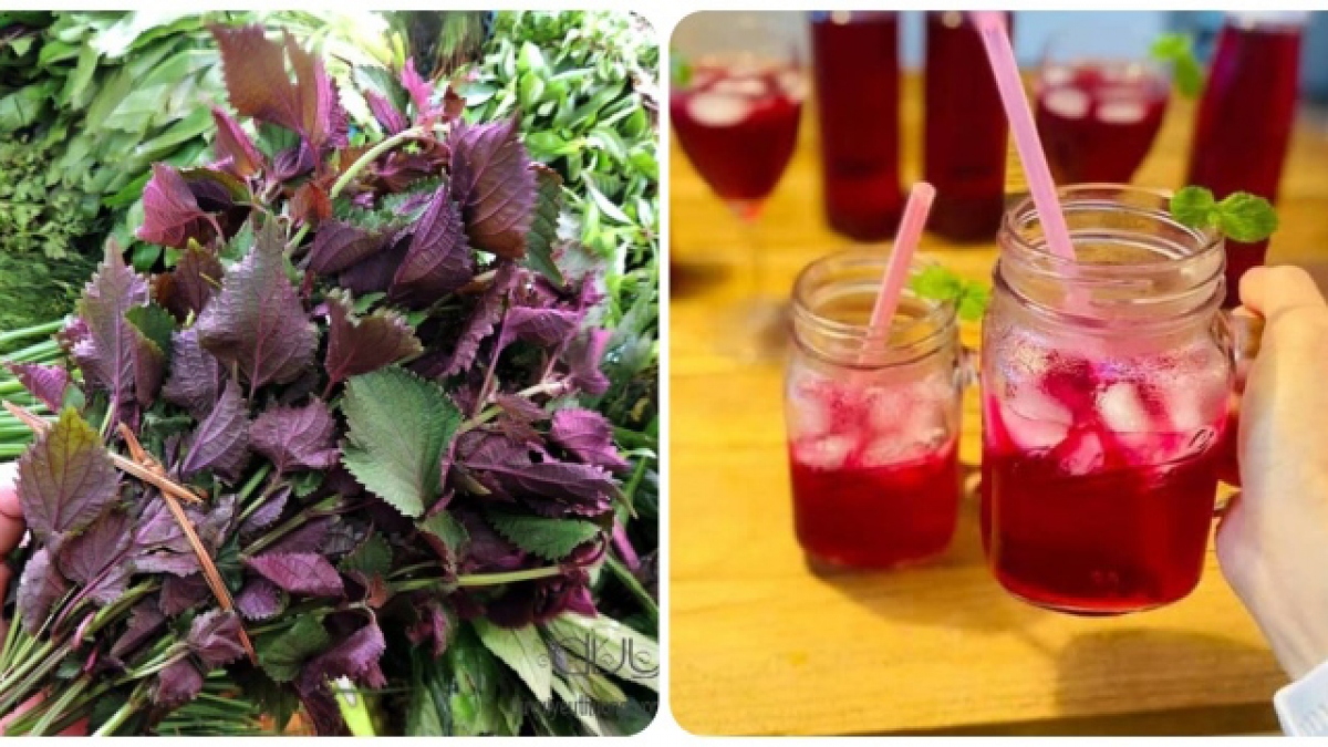 Uống nước tía tô hàng ngày có tốt không?