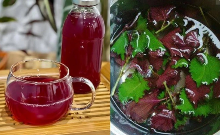 Uống nước lá tía tô đúng 3 thời điểm này tốt hơn vạn thuốc bổ